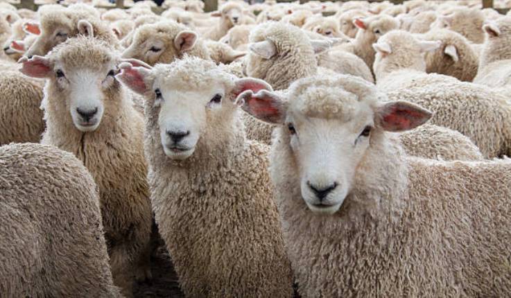 7 თვეში საქართველოდან უცხოეთის ბაზრებზე 8.656 მლნ დოლარის ცხვრის ხორცი გავიდა