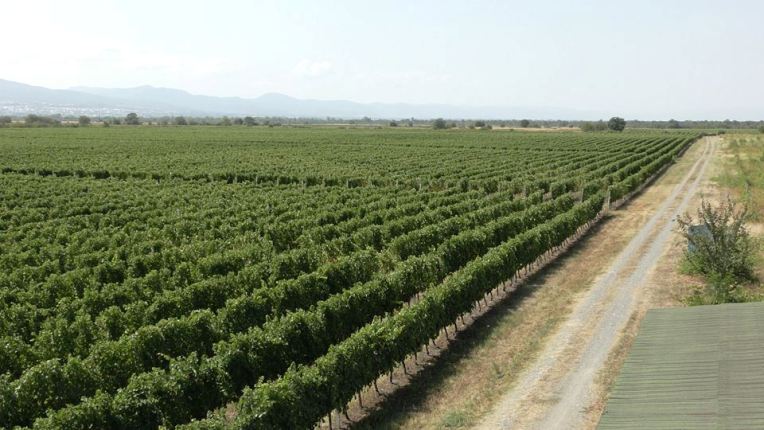 კახეთის რეგიონში გადამუშავებულია 11 ათასი ტონა ყურძენი
