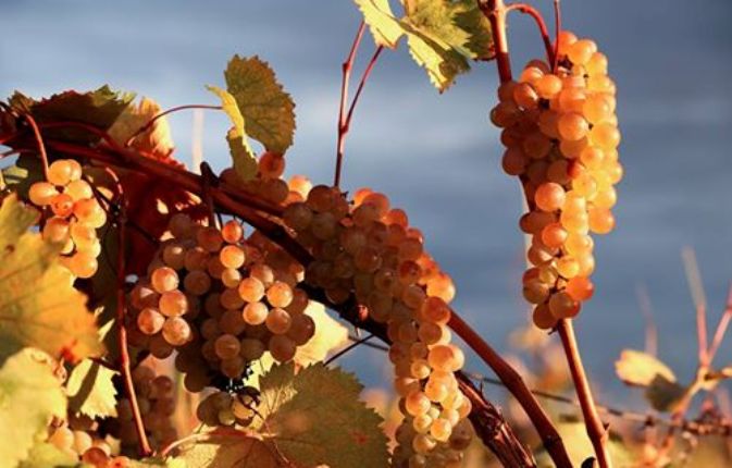 კახეთის რეგიონის მევენახეების მიერ ღვინის კომპანიებში ყურძნის რეალიზაციის შედეგად მიღებულმა შემოსავლებმა 72 მლნ ლარს მიაღწია