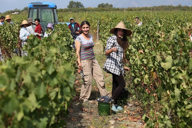 კახეთის რეგიონში 80 ათასზე მეტი ყურძენია გადამუშავებული