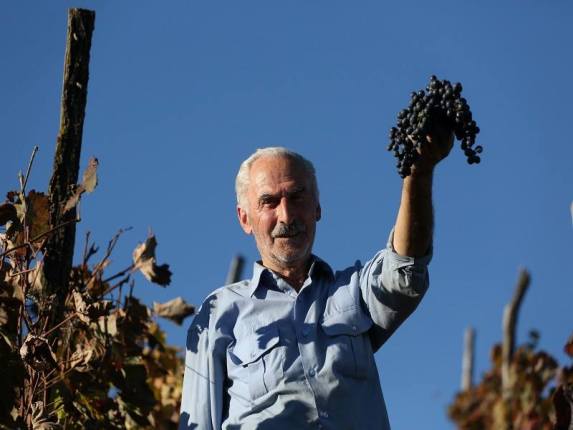 რაჭა-ლეჩხუმის რეგიონში 115 ტონა ყურძენი დაიკრიფა და ჩაბარდა