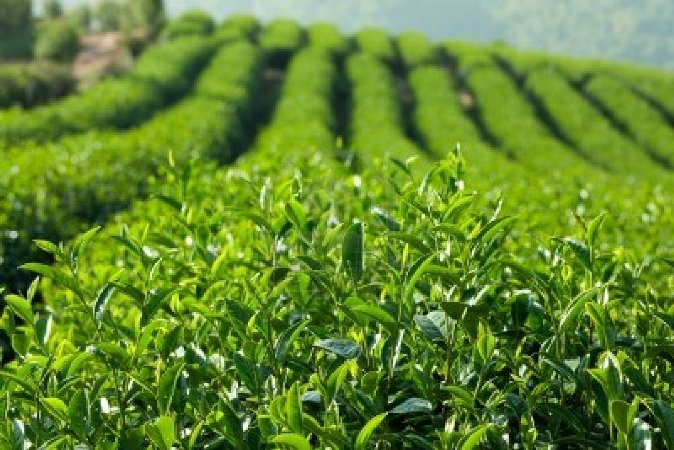 ჩინეთი საქართველოში ჩაის განვითარების გრანდიოზულ პროექტს იწყებს