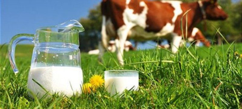 შპს „ნედლი რძე“ რძის პროდუქციის მწარმოებელ საწარმოს შექმნის