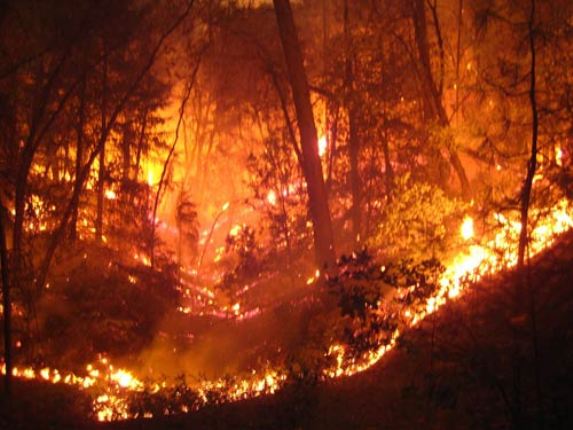 ბანგურიანის მთაზე ტყის მასივს ცეცხლი გაუჩნდა